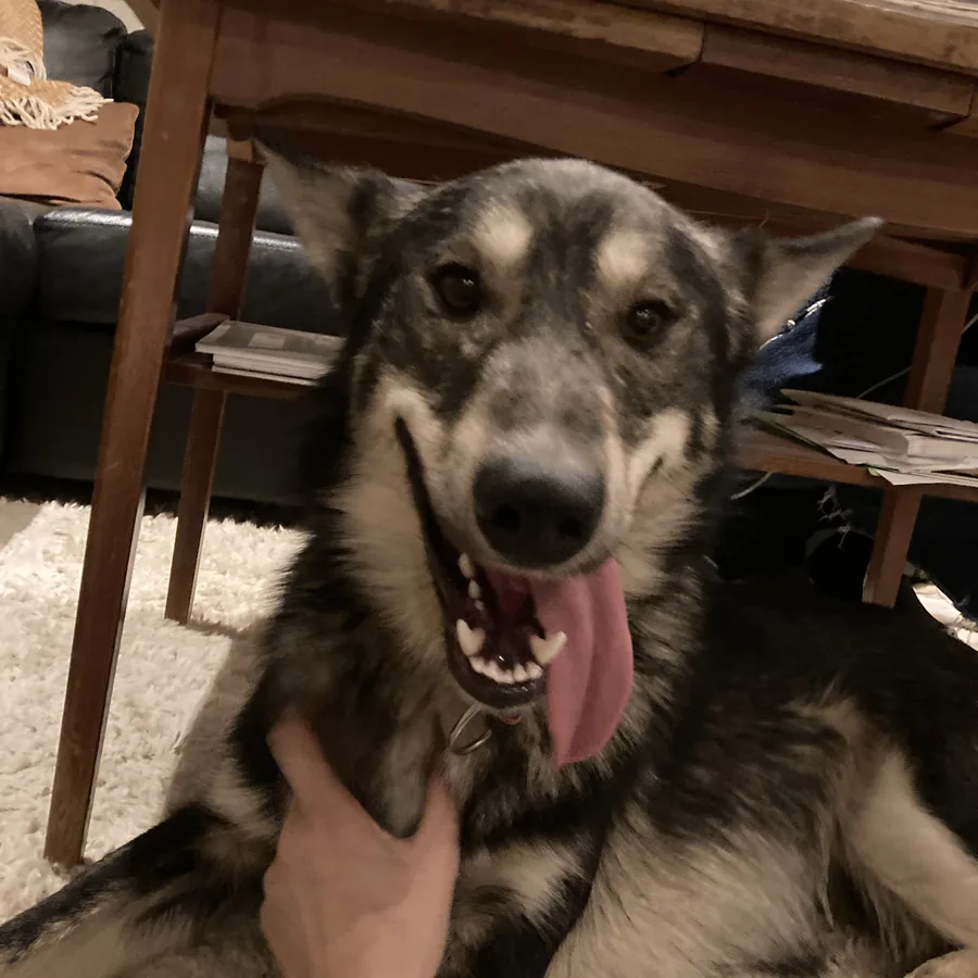 Baloo